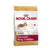 Cavalier king charles adult 3kg