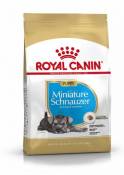 Miniature Schnauzer Junior 1.5 Kg Royal Canin