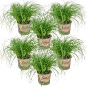 6x Cyperus 'Zumula' - Herbe à chat - Plante d'intérieur