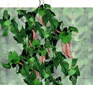 Tenax Flora Filet pour Plantes grimpantes, Vert, 1000