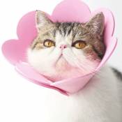 Memkey - Collier pour animaux de compagnie collier anti-léchage collier de protection collier chat élisabéthain (Rose, m)