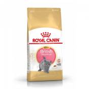 Royal Canin British Shorthair Kitten-British Shorthair