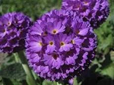 Shopvise 30 Violet Blue Primula Primrose Graines de