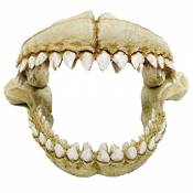 CROCI Dents de Requin Décoratif pour Aquariophilie