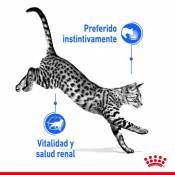Indoor Jelly 85 gr Royal Canin
