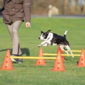 set d'obstacles agility, 6 cônes pour chien - Trixie - TR-32091