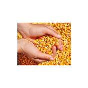 25 kg Maïs - Aliment pour volaille et Petits Animaux