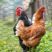 Grillage pour poules vert 1x25M maille 13mm triple torsion clôture souple jardin animaux