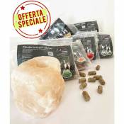 Offre 6 Packs Biscuits pour chevaux saveurs pomme,