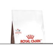 Royal Canin Gastro Intestinal Kitten | 400 GR