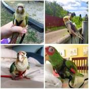 Parrot Bird Harness Leash Outdoor Flying Traction Strap