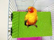 Hypeety Support coloré pour cage à oiseaux - Pour
