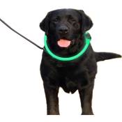 Tuserxln - Collier de chien led à clip réglable, rechargeable par usb, collier de chien lumineux pour la sécurité nocturne, collier lumineux tendance
