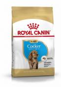 Cocker Puppy Aliment pour Chiots 3 Kg Royal Canin