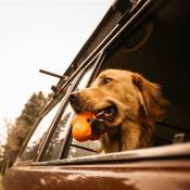 West Paw Jouet pour chiens avec Zogoflex Tux Orange