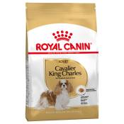 3kg Adult Cavalier King Charles Royal Canin Breed -