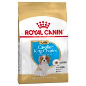 3x1,5kg Cavalier King Charles Puppy Chiot Royal Canin