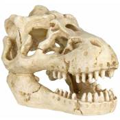 Crâne - 8-11 cm, produit assorti