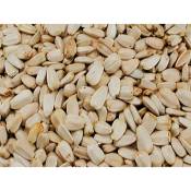 Vadigran - Grandes graines de tournesol blanches 10