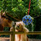 Aliment de foin pour chevaux, chèvres, moutons, jouet suspendu pour soulager le stress Cisea