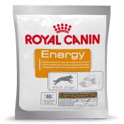 10x50g Energy Royal Canin - Friandises pour Chien