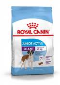 Royal Canin Croquettes Giant Active (> 45 kg) pour