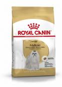 Maltese Adult pour chien adulte Maltese 500 GR Royal Canin