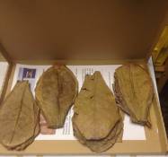 Lot de 30 feuilles de badamier XL (60 g / env. 20 cm)