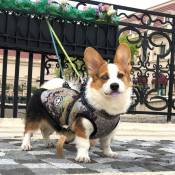 Ensoleille - Vêtements d'automne et d'hiver pour chiens Vêtements rembourrés en coton chaud imperméable pour animaux de compagnie(L)