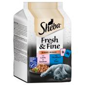 6x50g Sheba Délices du jour Fresh & Fine, Saumon et