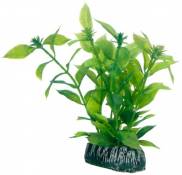 Hobby Hygrophila Plante pour Aquariophilie 13 cm