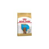 Nourriture que Royal Canin Cocker Chiot (Junior) Puppies de race Cocker (jusqu'љ 12 mois) - 3 kg