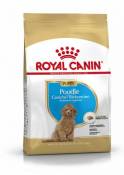 Poodle Puppy Aliment pour Chiots 3 Kg Royal Canin