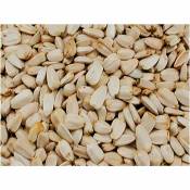 Vadigran - Grandes graines de tournesol blanches 500