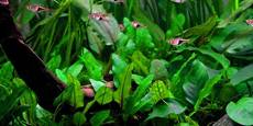 1 pot de cryptocoryne wendtii vert, plantes aquatiques