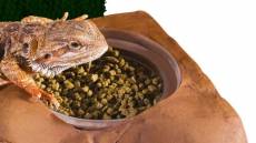 Exoterra Cachette pour Reptiles Support Cup Diet