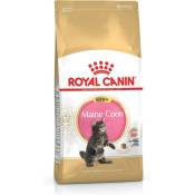 Maine Coon Kitten nourriture sèche pour chat Volaille, Riz 4 kg - Royal Canin