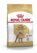 Poodle Adult 1.5 Kg Royal Canin
