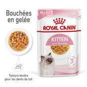 Royal Canin Kitten en Gelée - Pâtée pour chaton-Royal Canin