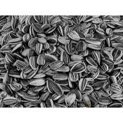 Vadigran - Graines pour OISEAUX petite graines de tournesol striée 0.500Kg