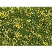 07255 Plante couvre-sol aménagement paysager jaune