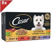 CESAR 32 Barquettes en sauce 4 variétés pour chien