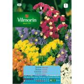 Vilmorin - Statice Semences Sinuate Flowers S-1, 0.5
