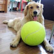 Alxcio Giant Balles de tennis pour petit chien - Balle