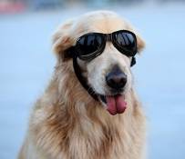 Namsan Lunettes de soleil pour chiens de taille moyenne