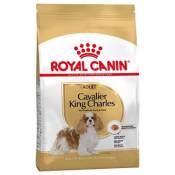 Croquette chien royalcanin cavalier adult 3kg ROYAL