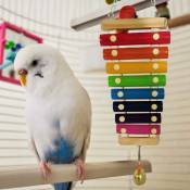 Jouet en bois pour oiseau - Jouet éducatif - Bloc créatif coloré - Jouet intelligent