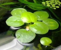 Limnobium laevigatum - Lot de 7 plantes grenouillettes