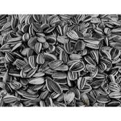 Vadigran - Petites graines de tournesol striées 12