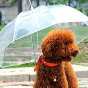 Molie Parapluie pour chien transparent Imperméable